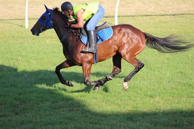 LOGAN RACING STABLES HAVE 7 RUNNERS AT ELLERSLIE ON NEW YEARS DAY INCLUDING HASSELHOOF GOING FOR 6 WINS ON END.